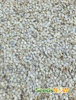 Pepper (Hot) - Hungarian Hot Wax 🔥 -seedsnow Sales Store Pepper Hungarian Hot Wax seeds now 2