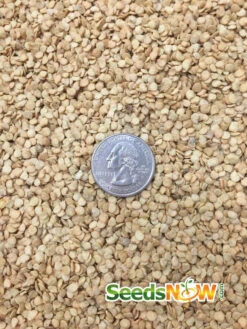 Pepper (Hot) - Jalapeño, Green 🔥🔥 -seedsnow Sales Store Pepper Jalapeno seeds d22b4bd4 ba58 4d2a b2c5 7ffff4bd2dba