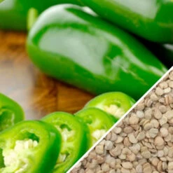 Pepper (Hot) - Jalapeño, Green 🔥🔥 -seedsnow Sales Store Pepper Jalapeno seeds now