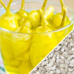 Pepper (Hot) - Pepperoncini 🔥 -seedsnow Sales Store Pepper Pepperoncini seeds