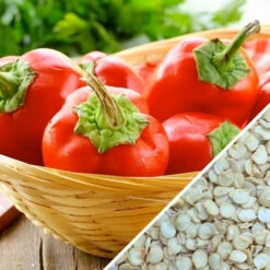 Pepper (Sweet) - Pimento -seedsnow Sales Store Pepper Pimento seeds