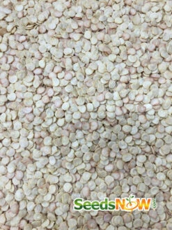 Pepper (Hot) - Poblano 🔥 -seedsnow Sales Store Pepper Poblano seeds 2