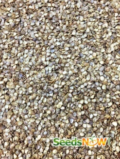 Pepper (Hot) - Pretty Purple 🔥🔥🔥🔥 -seedsnow Sales Store Pepper Pretty Purple HOT seeds 2