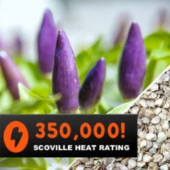 Pepper (Hot) - Pretty Purple 🔥🔥🔥🔥 -seedsnow Sales Store Pepper Pretty Purple HOT seeds 3f152d9d ef9b 44bf af24 afcfab497e0f