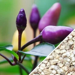 Pepper (Hot) - Purple Tiger 🔥🔥 14 Pepper (Hot) - Purple Tiger 🔥🔥 -seedsnow Sales Store Pepper Purple Tiger seeds