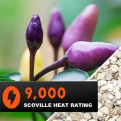 Pepper (Hot) - Purple Tiger 🔥🔥 13 Pepper (Hot) - Purple Tiger 🔥🔥 -seedsnow Sales Store Pepper Purple Tiger seeds 077b2df5 8ab6 40ba 8ddc b8bd2d0a89e2