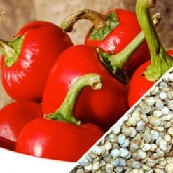 Pepper (Hot) - Cherry, Red 🔥🔥 -seedsnow Sales Store Pepper Red Hot Cherry seeds