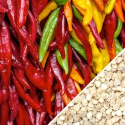 Pepper (Hot) - Santa Fe Grande 🔥 -seedsnow Sales Store Pepper Santa Fe Grande seeds 0e14f41a 0298 4fa8 8a62 264811d0c79f