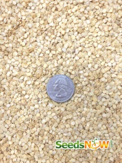 Pepper (Hot) - Santa Fe Grande 🔥 -seedsnow Sales Store Pepper Santa Fe Grande seeds 2