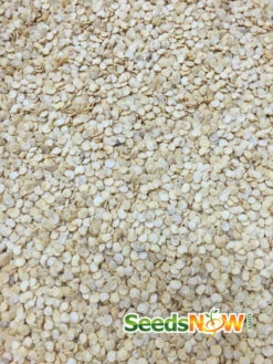 Pepper (Hot) - Santa Fe Grande 🔥 -seedsnow Sales Store Pepper Santa Fe Grande seeds 3