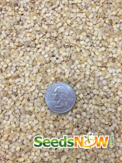 Pepper (Hot) - Scotch Bonnet, Yellow 🔥🔥🔥 -seedsnow Sales Store Pepper Scotch Bonnet Yellow seeds 2