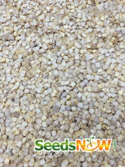 Pepper (Hot) - Scotch Bonnet, Yellow 🔥🔥🔥 -seedsnow Sales Store Pepper Scotch Bonnet Yellow seeds 3