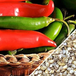 Pepper (Hot) - Serrano Tampiqueno 🔥🔥 12 Pepper (Hot) - Serrano Tampiqueno 🔥🔥 -seedsnow Sales Store Pepper Serrano Tampiqueno seeds