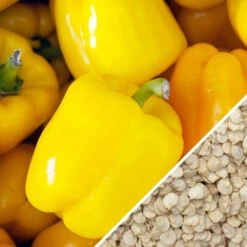 Pepper (Sweet) - Sunbright Yellow -seedsnow Sales Store Pepper Sun Bright Yellow seeds