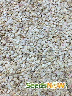 Pepper (Sweet) - Sunbright Yellow -seedsnow Sales Store Pepper Sun Bright Yellow seeds 1