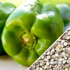 Pepper (Sweet) - Yolo Wonder -seedsnow Sales Store Pepper Yolo Wonder seed