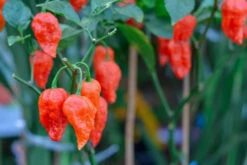 Pepper (Hot) - Ghost Chili/Bhut Jolokia 🔥🔥🔥🔥🔥🔥🥵 (HYBRID) -seedsnow Sales Store Pepper Hot GhostChili BhutJolokia2