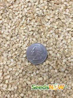 Pepper (Hot) - Pepperoncini 🔥 -seedsnow Sales Store Pepper MILD HOT Italian Pepperoncini seeds 2