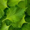 Shiso, Green (Perilla Leaf, Japanese Basil)