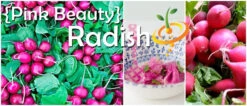 Radish - Beauty, Pink -seedsnow Sales Store Pink Beauty Radish