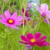 Wildflowers - Cosmos Flower Scatter Garden Seed Mix