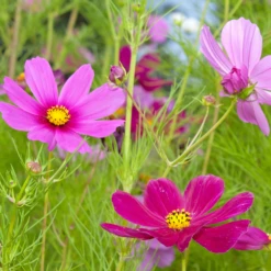 Wildflowers - Cosmos Flower Scatter Garden Seed Mix