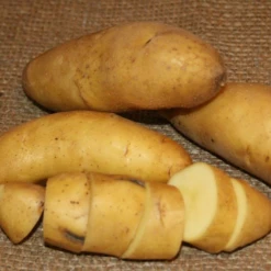 Potato, Fingerling (Late-Season) - Austrian Crescent (Organic/Heirloom)