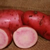 Potato (Late-Season) Fingerling - Red Thumb (Organic/Heirloom) -seedsnow Sales Store Potato Fingerling Red Thumb Organic Heirloom
