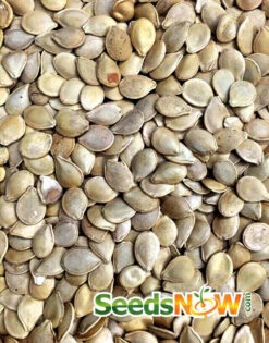 Pumpkin - Jack O' Lantern -seedsnow Sales Store Pumpkin Jack Be Little seeds 2 c804e5c7 55e0 40f7 a01f b54e7a3577da