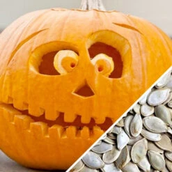 Pumpkin - Jack O' Lantern -seedsnow Sales Store Pumpkin Jack O Lantern seeds cfa2c51b 81f2 441c b711 7bdb0a209143