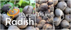 Radish - Purple Plum -seedsnow Sales Store Purple Plum Radish