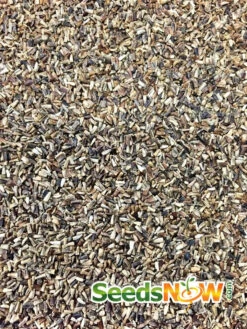 Radicchio - Classic Red (Italian Chicory) -seedsnow Sales Store Radicchio Classic Red seeds 2