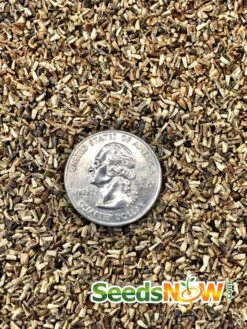 Radicchio - Classic Red (Italian Chicory) -seedsnow Sales Store Radicchio Classic Red seeds 3