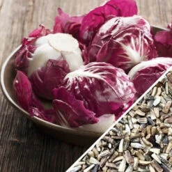 Radicchio - Classic Red (Italian Chicory) -seedsnow Sales Store Radicchio Classic Red seeds 5fcee48a 0fa6 429b 9990 50d40642387f