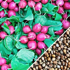 Radish - Beauty, Pink -seedsnow Sales Store Radish Beauty Pink seeds