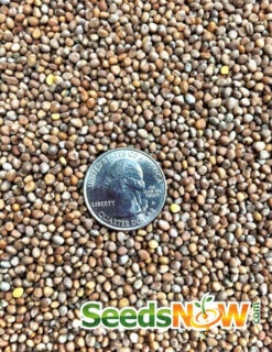 Radish - Beauty, Pink -seedsnow Sales Store Radish Beauty Pink seeds 3