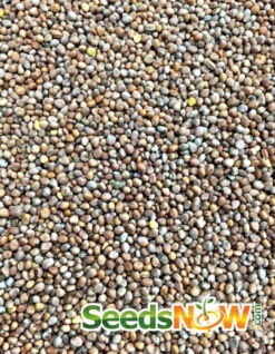 Radish - Beauty, Pink -seedsnow Sales Store Radish Beauty Pink seeds 6977f51b bbe1 46c1 bf32 d759c6d9251d