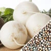 Radish - Beauty, White 2 Radish - Beauty, White -seedsnow Sales Store Radish Beauty White seeds