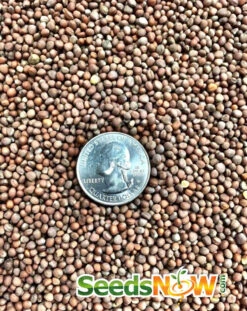 Radish - Beauty, White 7 Radish - Beauty, White -seedsnow Sales Store Radish Beauty White seeds 2