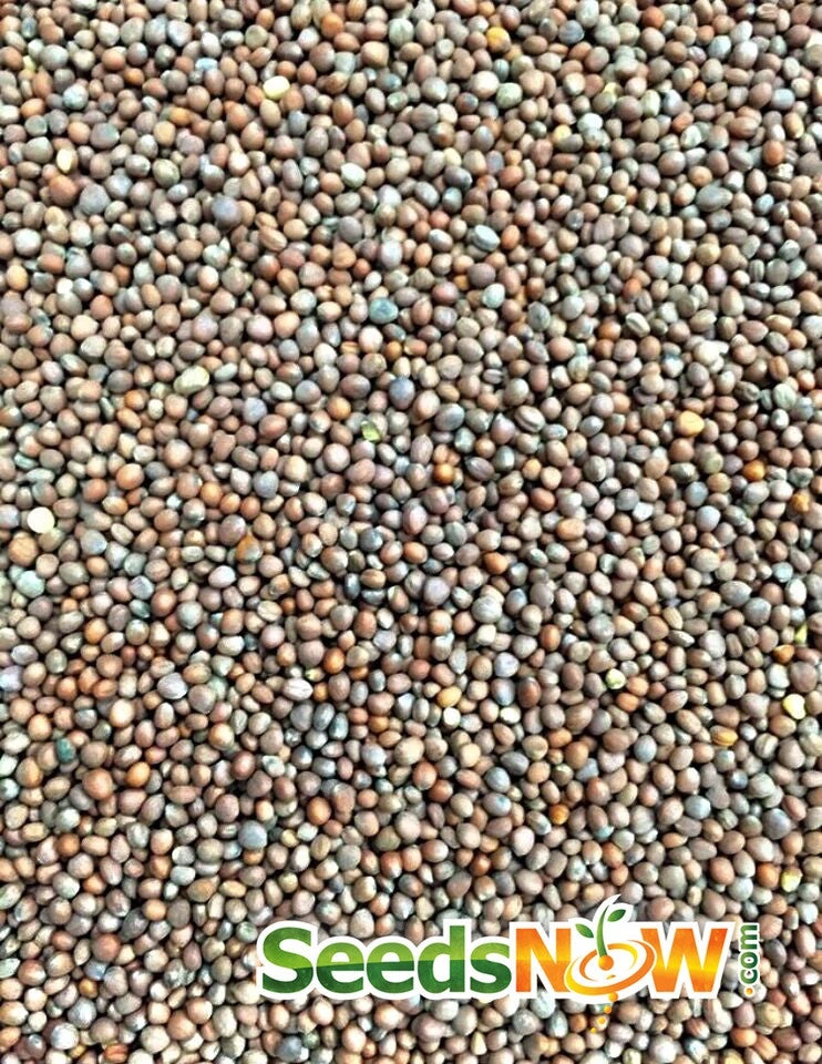 Radish - Beauty, White 4 Radish - Beauty, White - Image 2