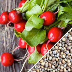 Radish - Champion -seedsnow Sales Store Radish Champion seeds 1