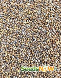 Radish - Champion -seedsnow Sales Store Radish Champion seeds 2