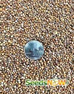 Radish - Champion -seedsnow Sales Store Radish Champion seeds 3