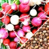 Radish - Easter Egg -seedsnow Sales Store Radish Easter Egg seeds now