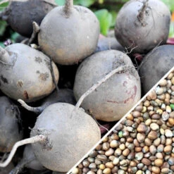 Radish - Purple Plum -seedsnow Sales Store Radish Purple Plum seeds