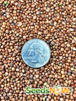 Radish - Purple Plum -seedsnow Sales Store Radish Purple Plum seeds 2