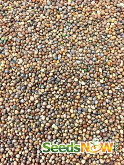 Radish - Purple Plum -seedsnow Sales Store Radish Purple Plum seeds 3