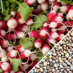 Radish - Sparkler -seedsnow Sales Store Radish Sparkler seeds