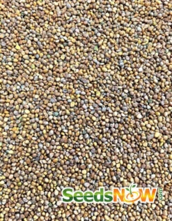 Radish - Sparkler -seedsnow Sales Store Radish Sparkler seeds 2