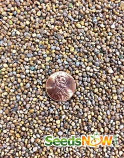 Radish - Sparkler -seedsnow Sales Store Radish Sparkler seeds 3